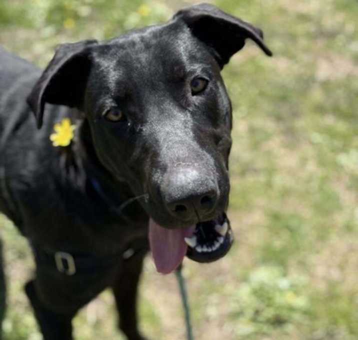 Photo of Pogo