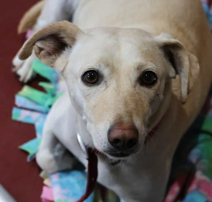 Photo of Taffy