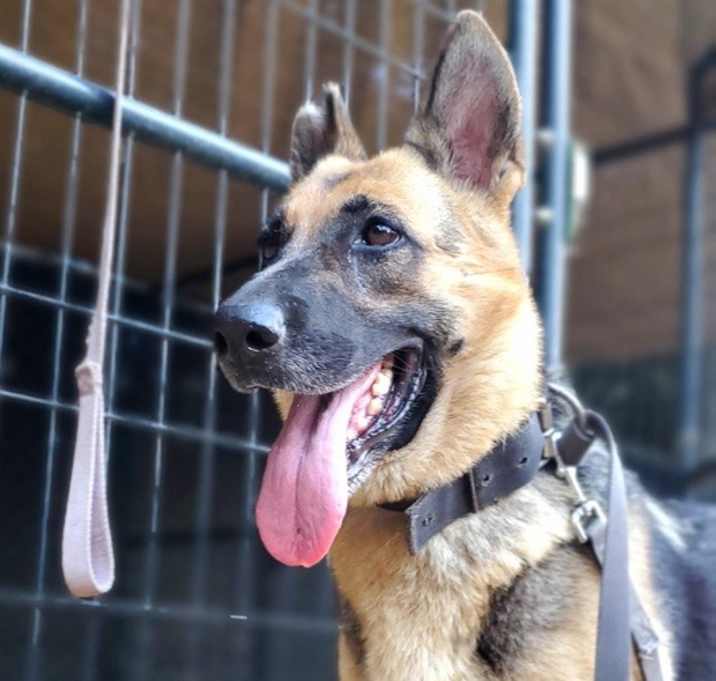 Photo of Sheeba