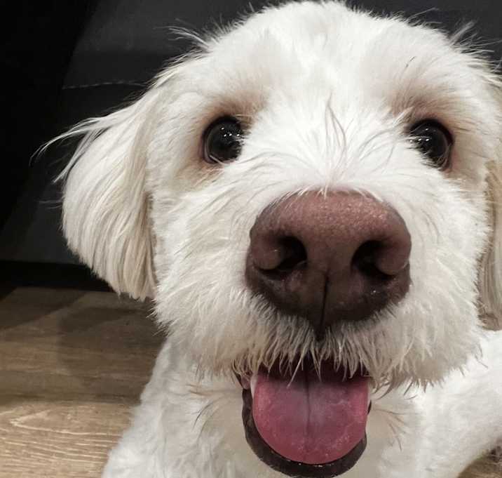 Photo of Rex
