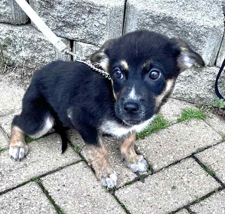 Photo of Gladiator