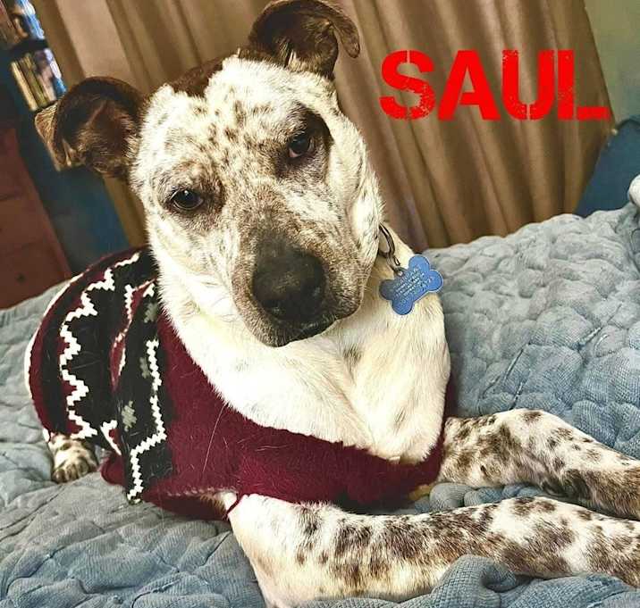 Photo of Saul