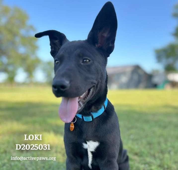 Photo of Loki