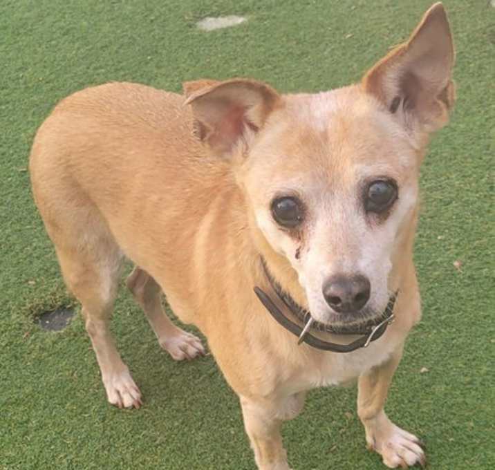 Photo of Honey