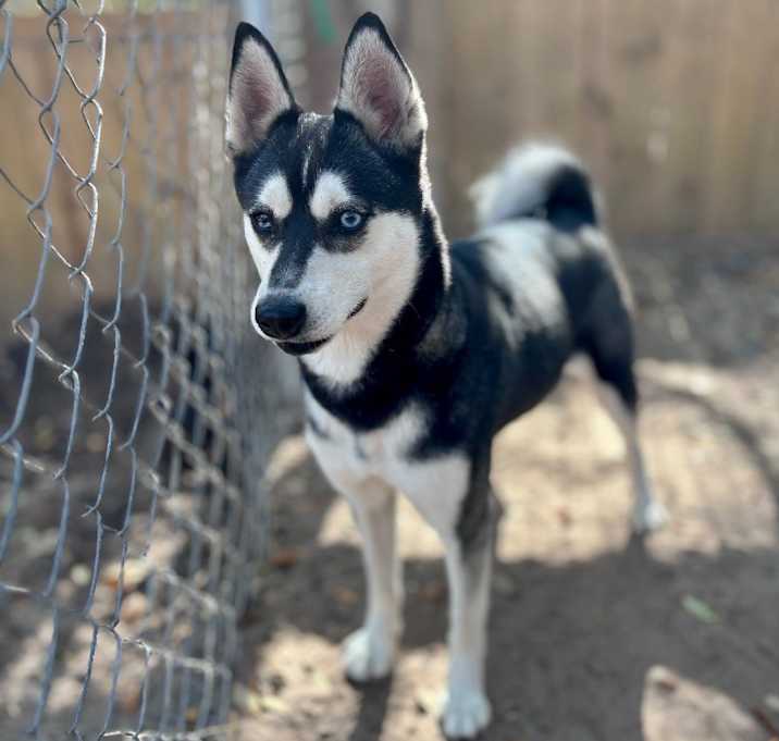 Photo of Ruby