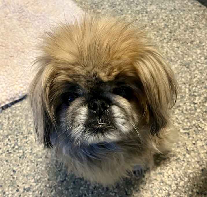 Photo of Frankie