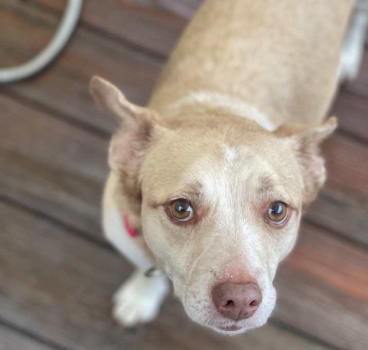 Photo of Sadie