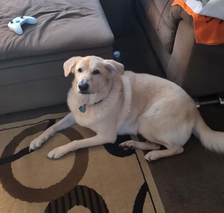 Photo of Hank