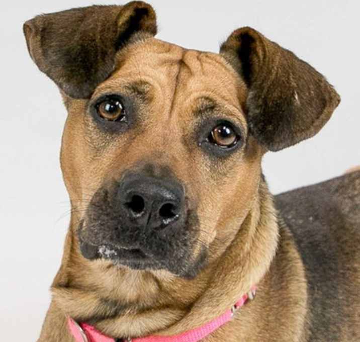 Photo of Josie