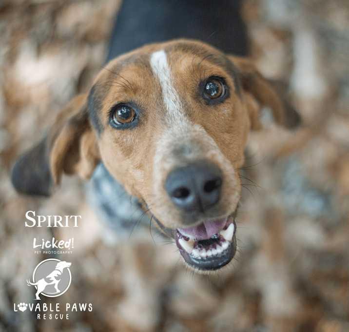 Photo of Spirit