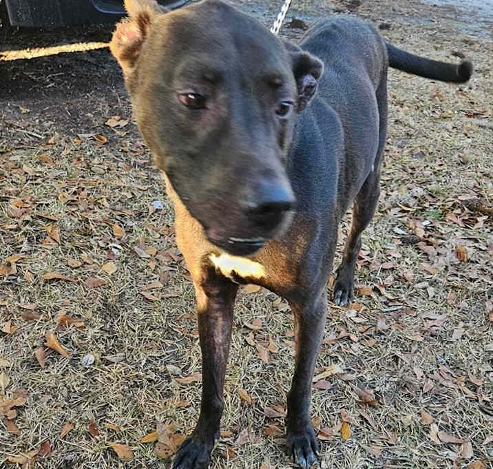 Photo of Bandit