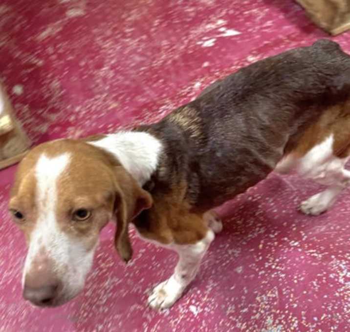 Photo of Daisy Duke (Pending Adoption)