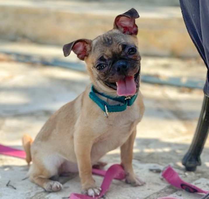 Photo of Pickles