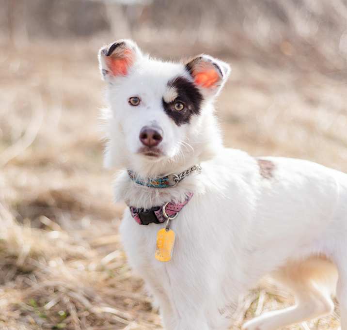 Photo of Dot