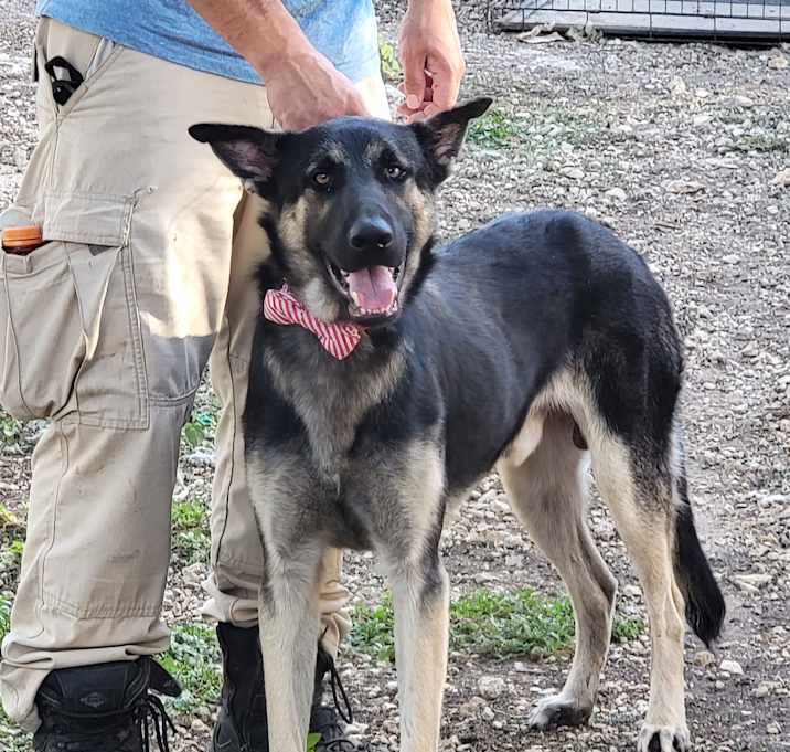 Photo of SARGE