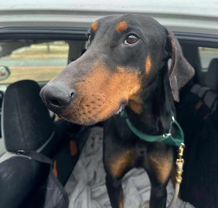 Photo of Scooby