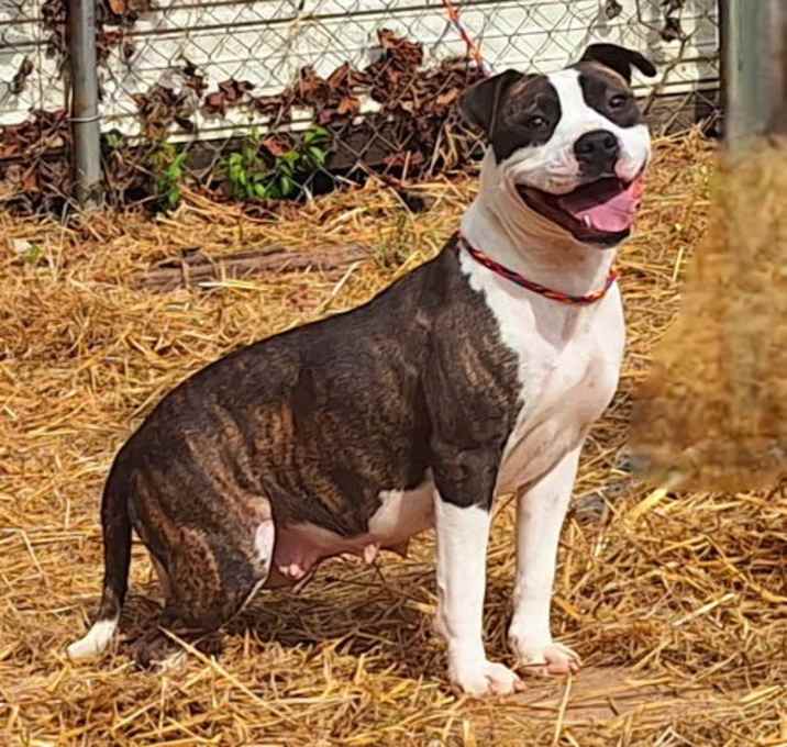 Photo of 250035  Olivia