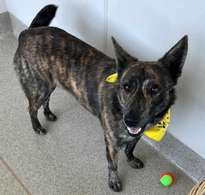 Photo of Rocket