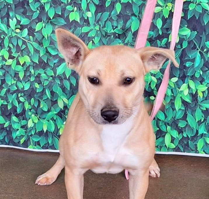 Photo of 250061  Bonnie