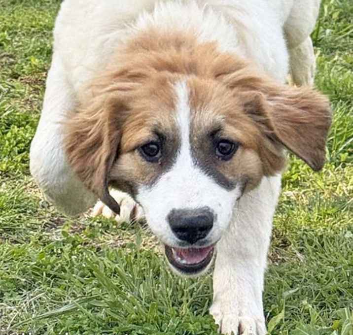 Photo of Lacey in TN - Loves to Play & Get Pets!