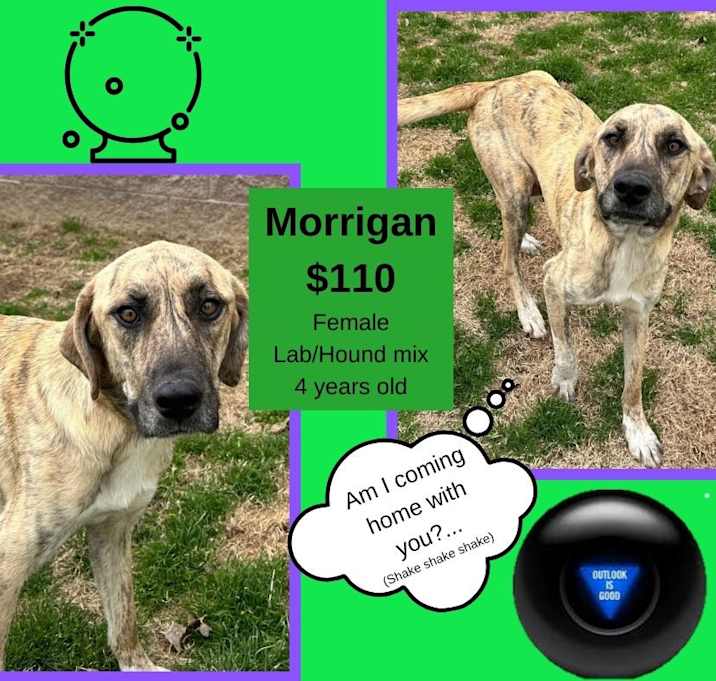 Photo of Morrigan