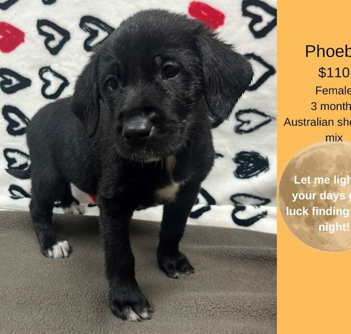 Photo of Phoebe