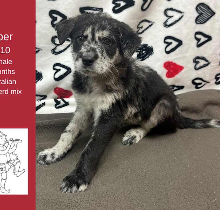 Photo of Piper