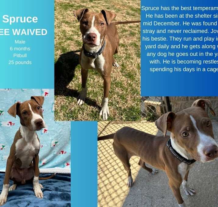 Photo of Spruce