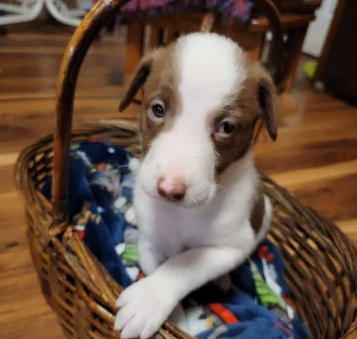 Photo of Sam