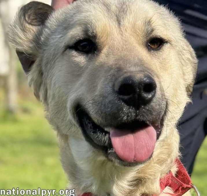 Photo of Sweetie Pie in TN - Loves Hugs & Attention!