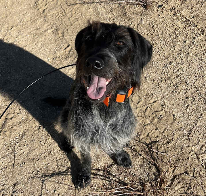 Photo of Cinder