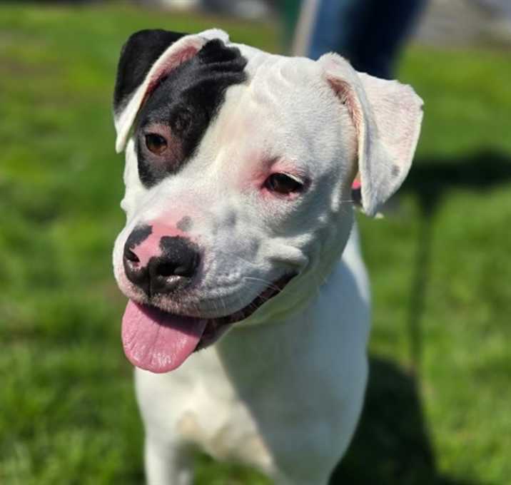 Photo of MOO MOO COW DOG