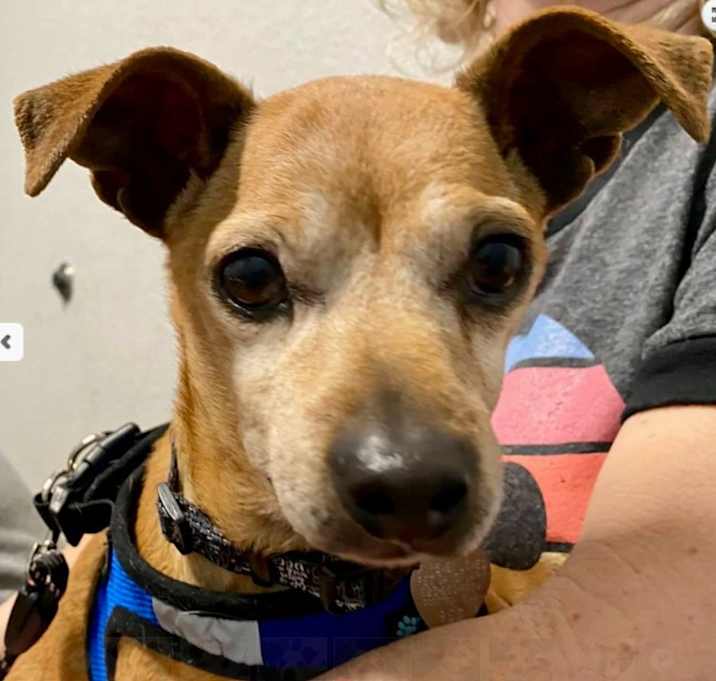 Photo of Buddy