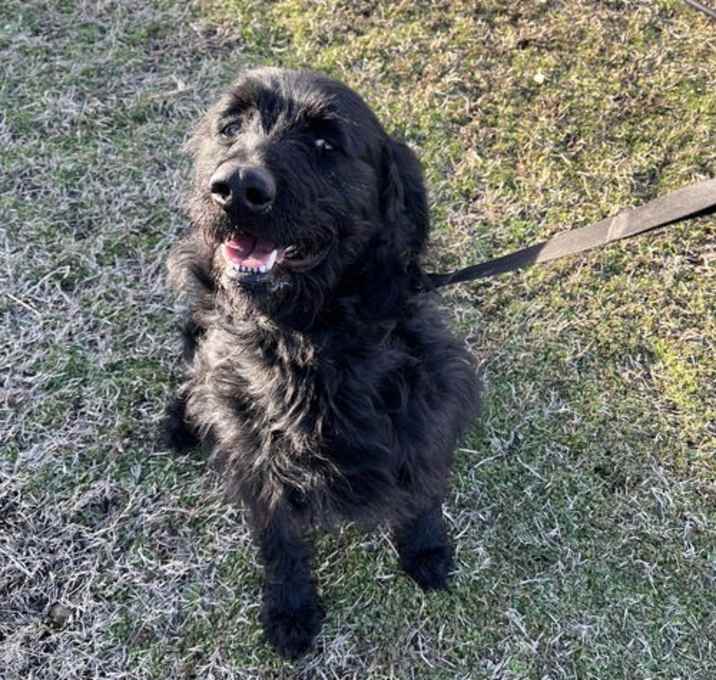 Photo of Milo