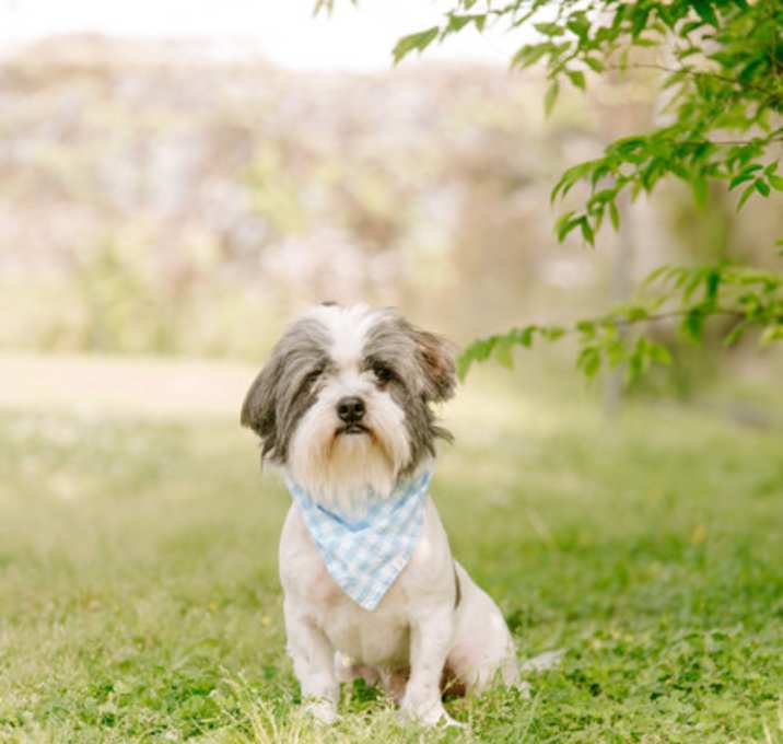 Photo of Moogie