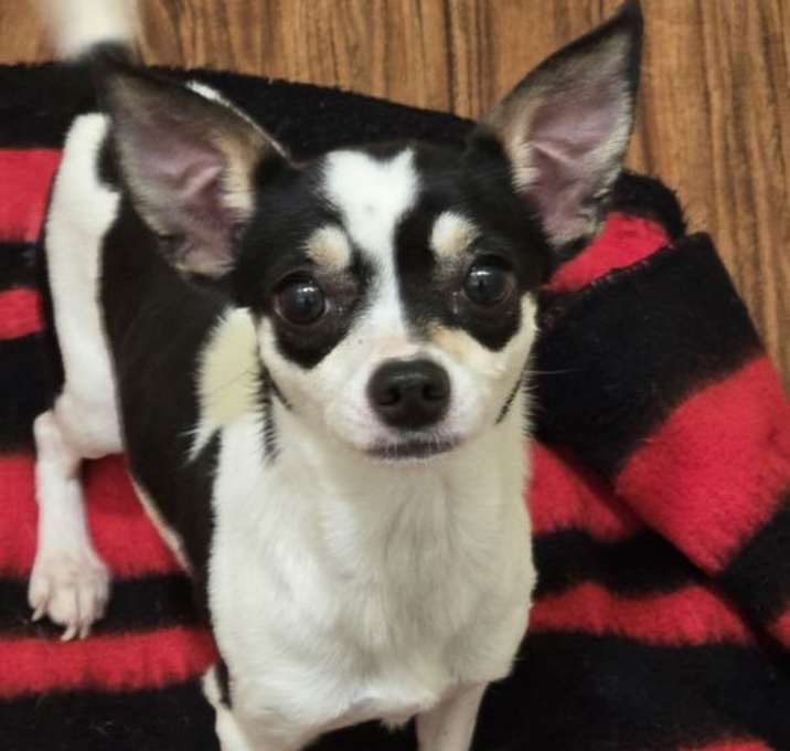 Photo of Daisy