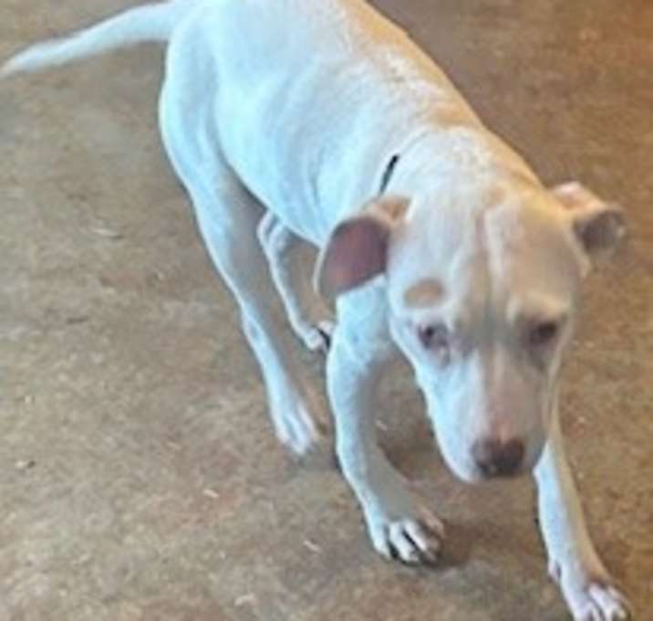 Photo of Boo
