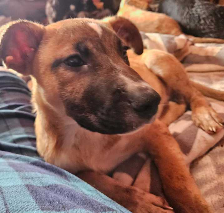 Photo of BUSTER