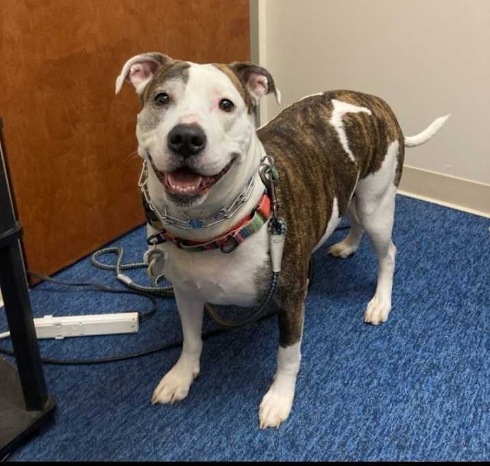 Photo of Piper