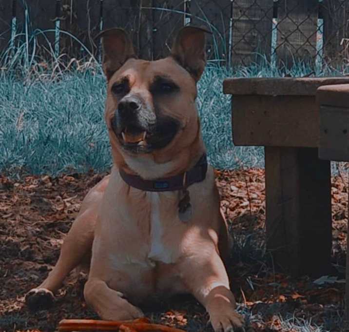 Photo of Willow