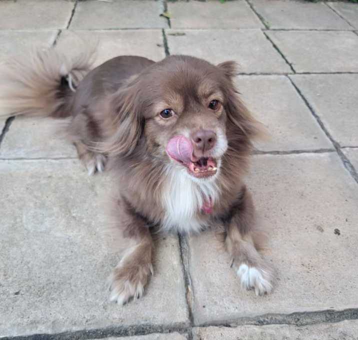 Photo of Waffles