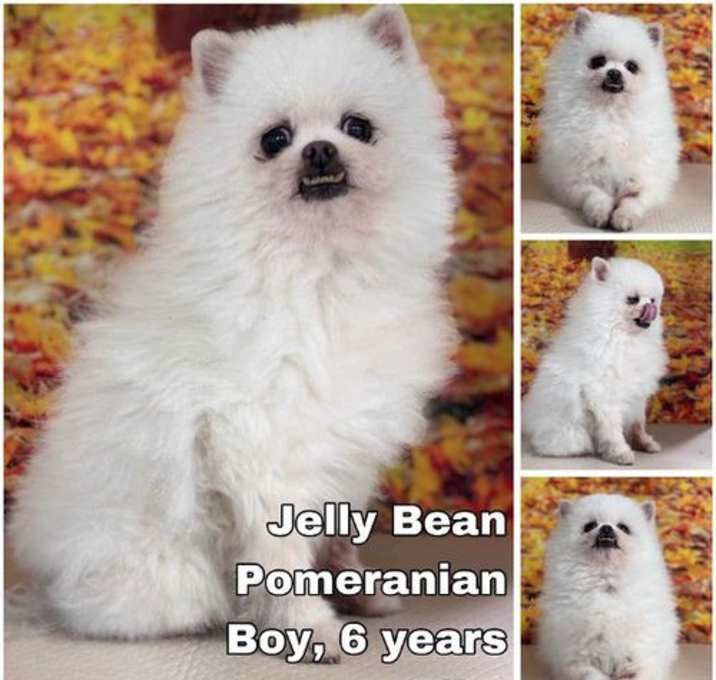Photo of Jelly Bean from Korea