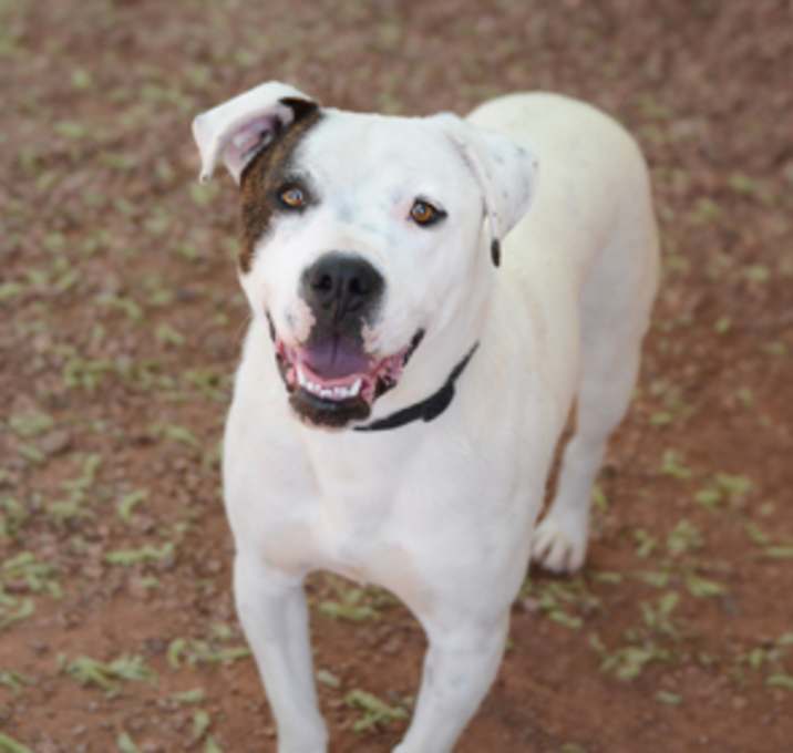 Photo of Ripley