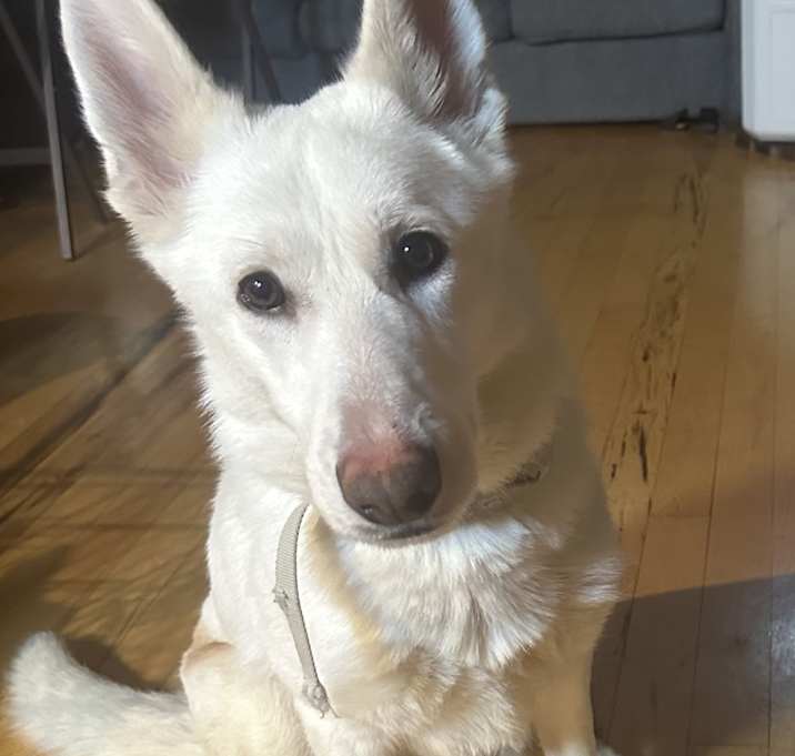 Photo of Krypto