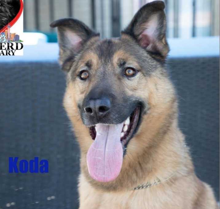 Photo of Koda