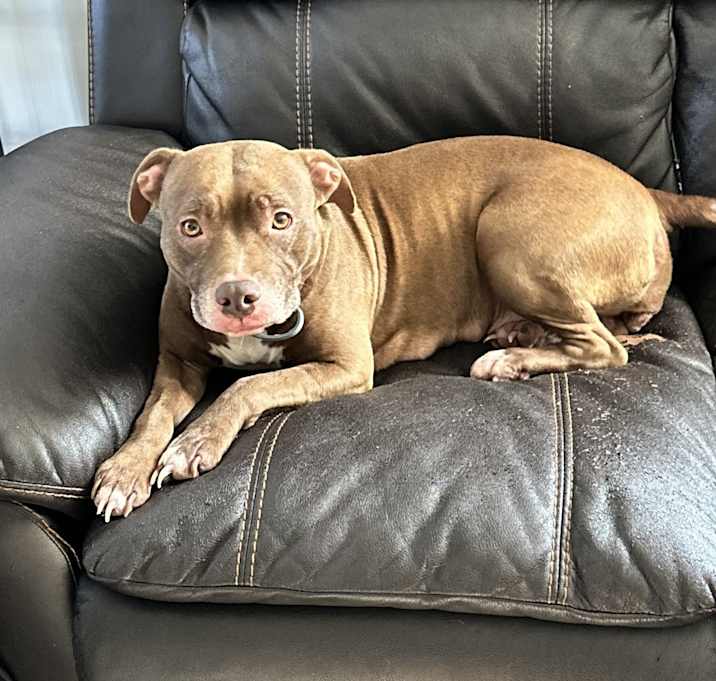 Photo of Bella