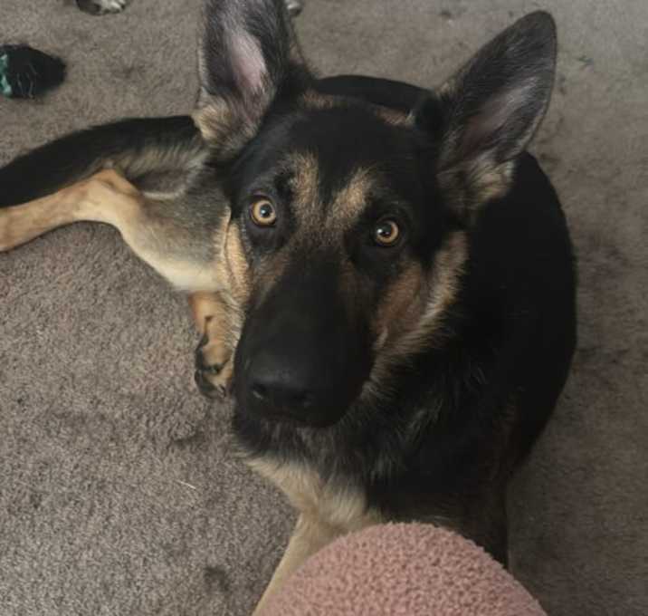 Photo of Spyro (CL)