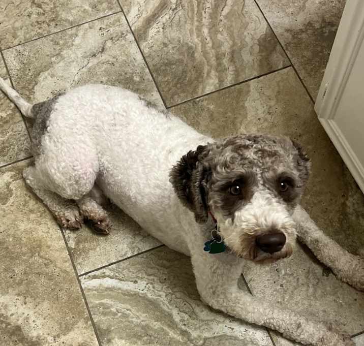 Photo of Niko