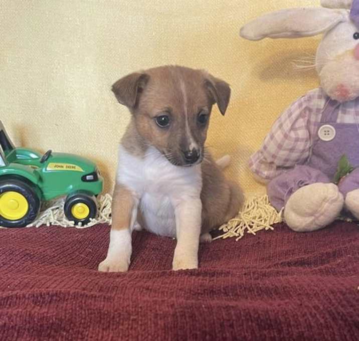 Photo of Checkers