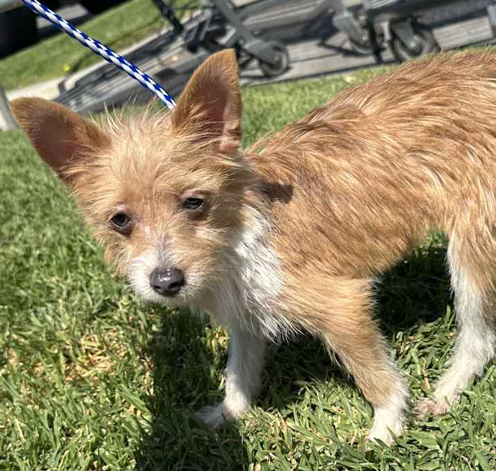 Photo of Bella (4 lbs)